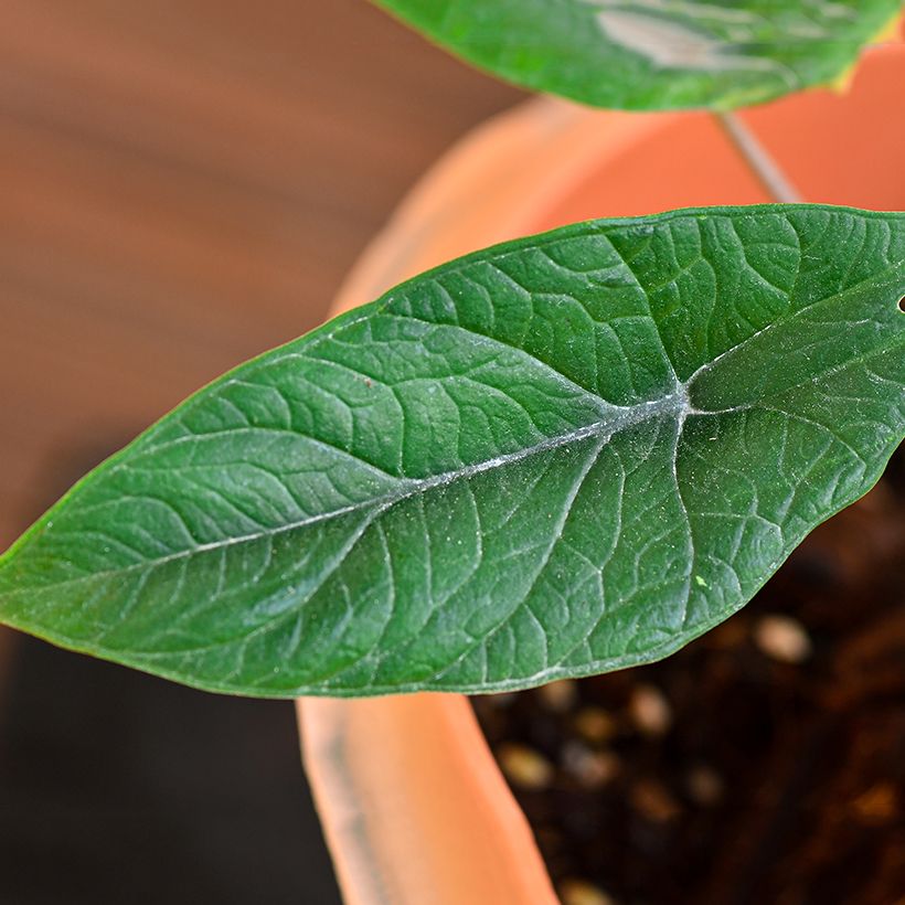 Alocasia scalprum - Pfeilblatt (Laub)