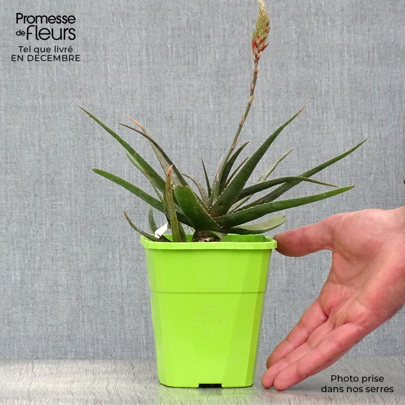 Exemplar von Aloe Safari Sunrise Topf mit 1L/1,5L wie im Winter geliefert