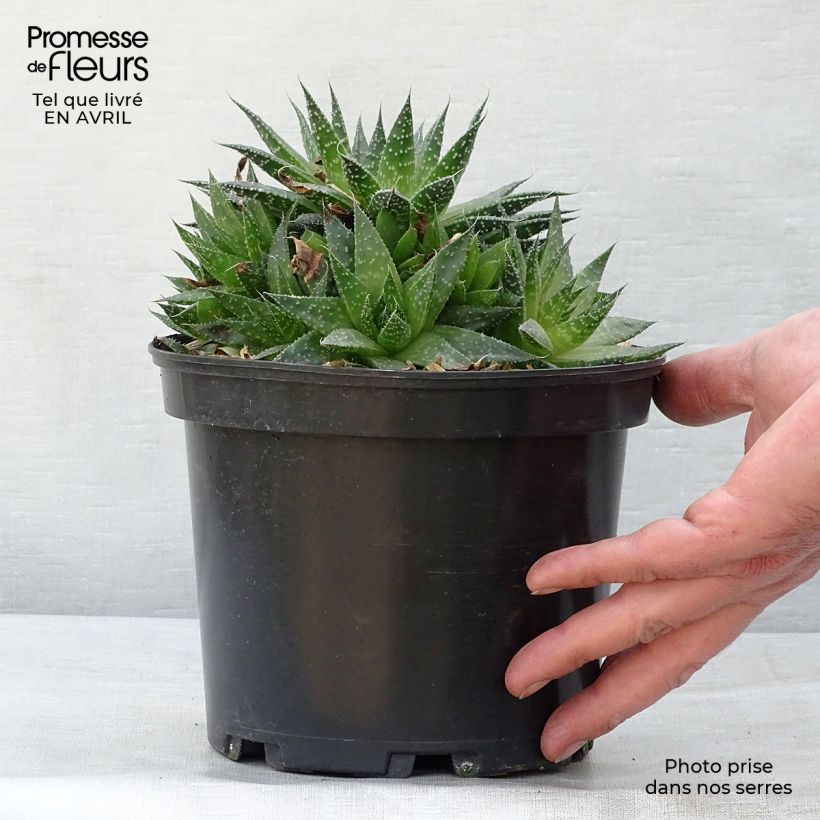 Exemplar von Aloe aristata - Aloe nain Pot de 2L/3L wie im Frühjahr geliefert