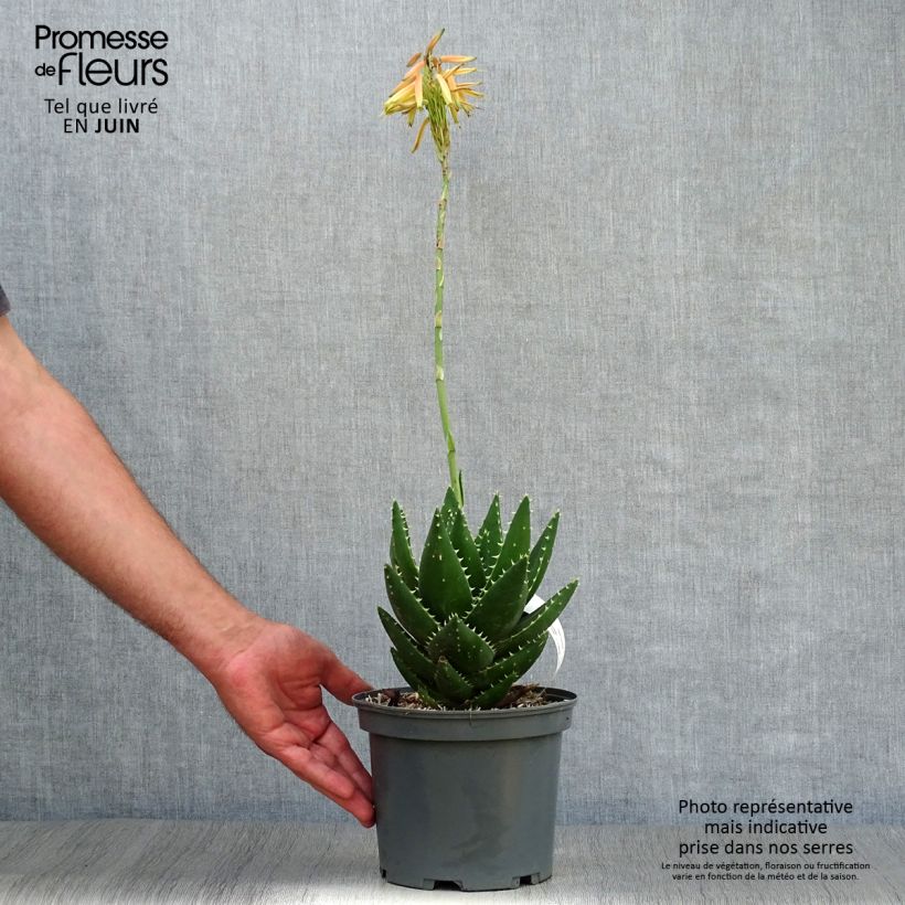 Exemplar von Aloe brevifolia - Kurzblättrige Aloe Topf mit 2L/3L wie im Sommer geliefert