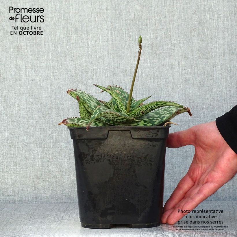 Exemplar von Aloe harlana Topf mit 3L/4L wie im Herbst geliefert