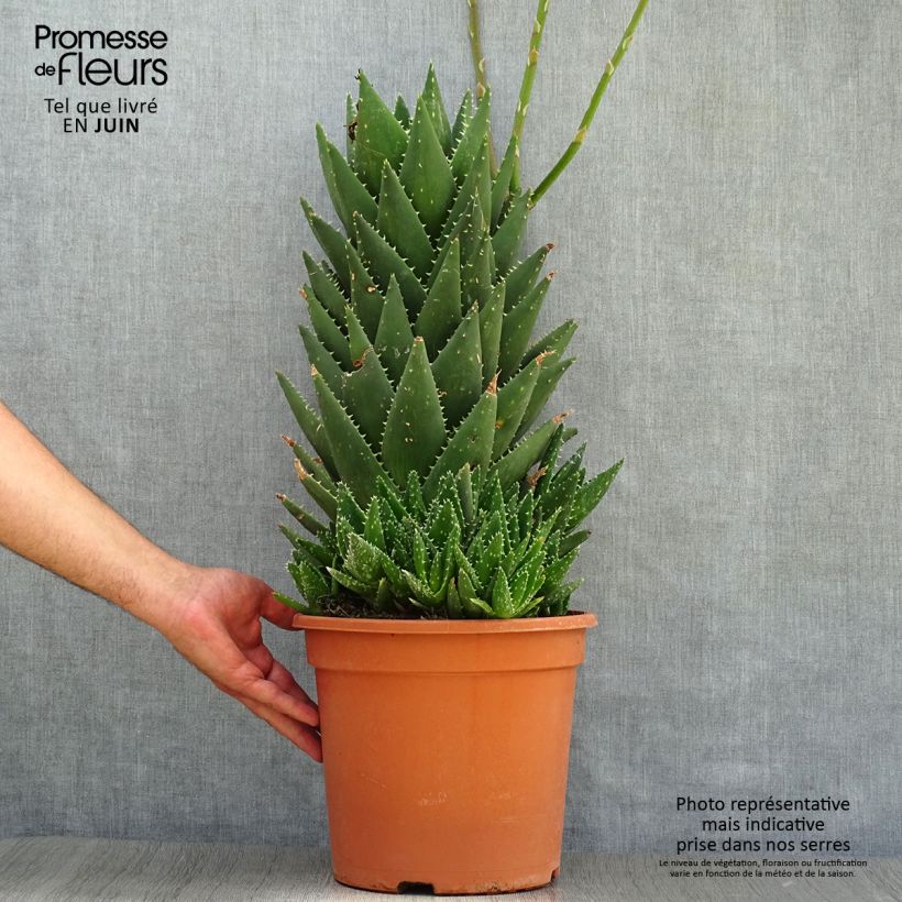 Exemplar von Aloe perfoliata - Schuttaloe Topf mit 7,5L/10LGelieferte Höhe ca. 30/40cm wie im Sommer geliefert