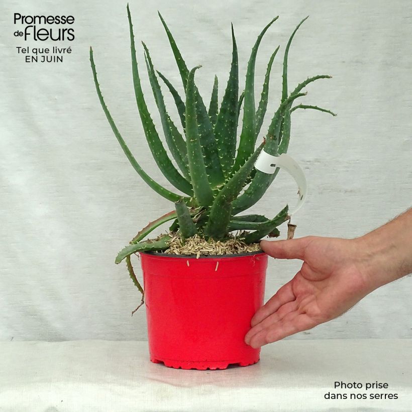 Exemplar von Aloe spinosissima - Aloès Pot de 2L/3L wie im Sommer geliefert