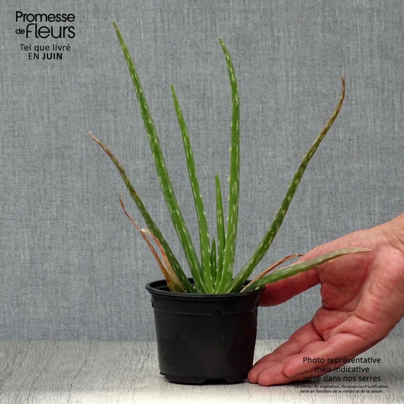 Exemplar von Aloe vera - Echte Aloe Kleine Töpfe von 7/8 cm wie im Sommer geliefert