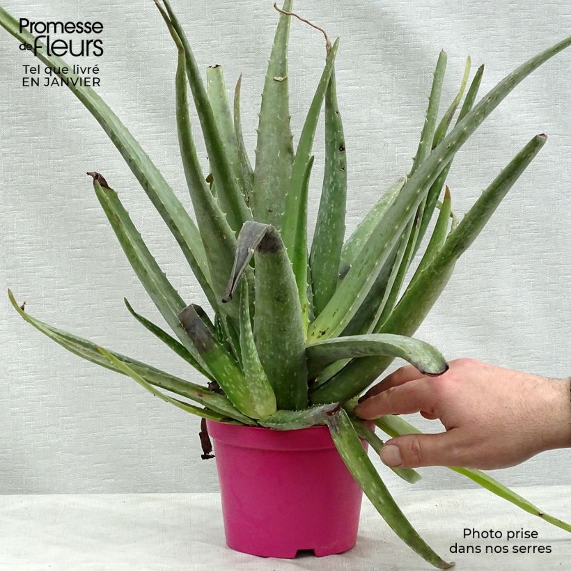 Exemplar von Aloe vera - Echte Aloe Topf 12 cm / 13 cm wie im Winter geliefert
