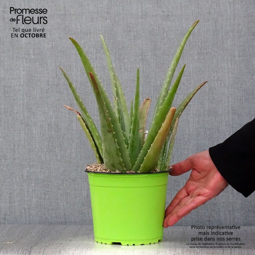 Exemplar von Aloe vera - Echte Aloe Topf mit 2L/3L wie im Herbst geliefert