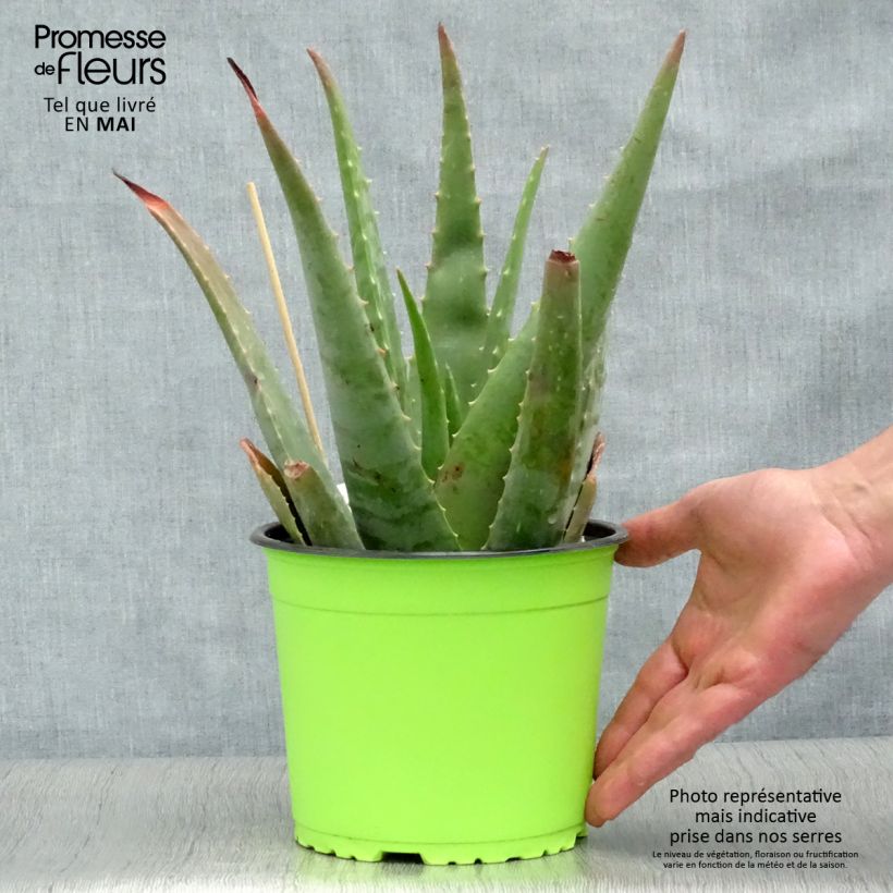 Exemplar von Aloe vera - Echte Aloe Topf mit 2L/3L wie im Frühjahr geliefert