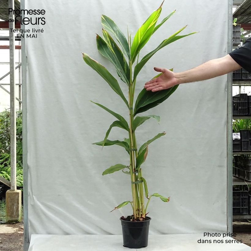 Exemplar von Alpinia zerumbet Variegata - Muschelingwer Topf mit 2L/3L wie im Frühjahr geliefert