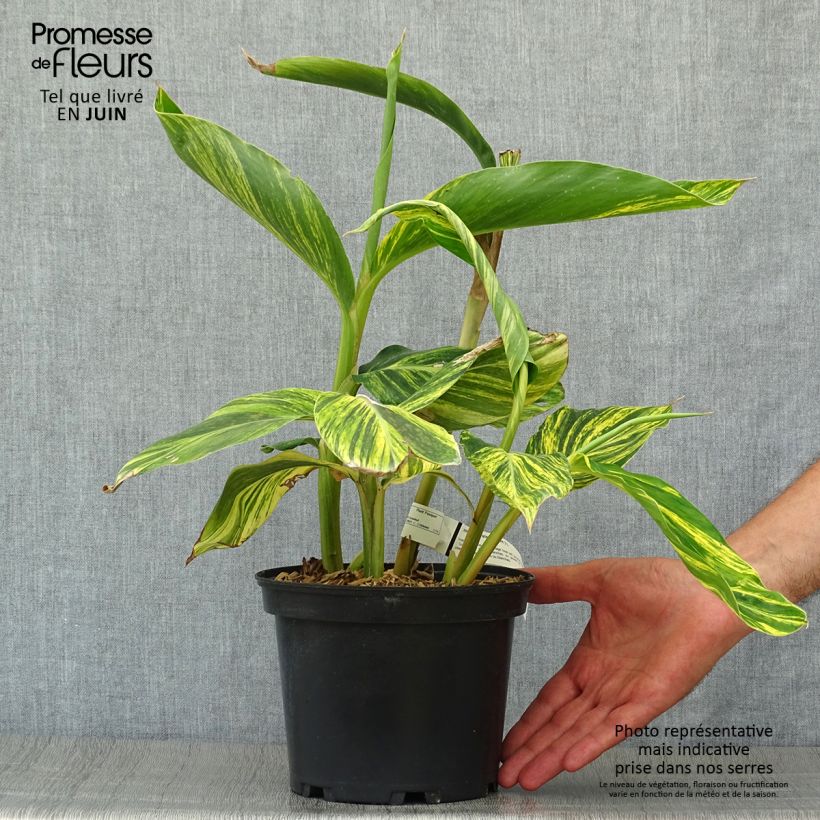 Exemplar von Alpinia zerumbet Variegata - Muschelingwer Topf mit 2L/3L wie im Sommer geliefert