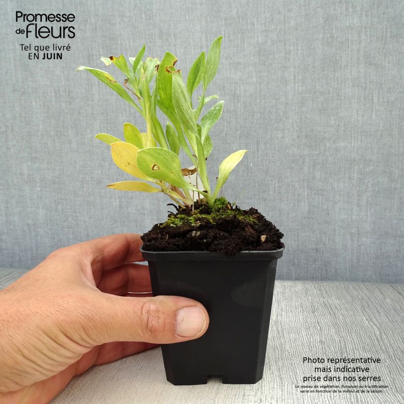 Exemplar von Alstroemeria Duc d'Anjou William - Inkalilie Kleine Töpfe von 8/9 cm wie im Sommer geliefert