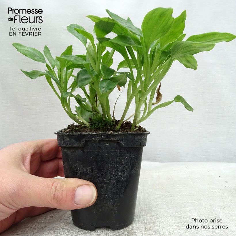 Exemplar von Alstroemeria Duchesses Aliénor - Inkalilie Kleine Töpfe von 8/9 cm wie im Winter geliefert