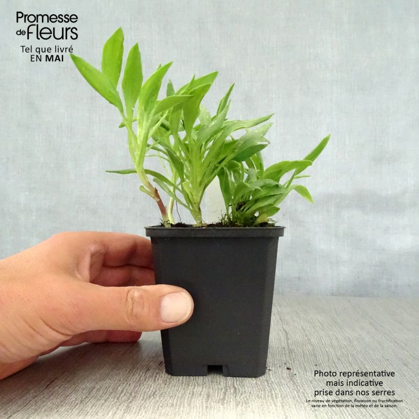 Exemplar von Alstroemeria Duchesses Anne - Inkalilie Kleine Töpfe von 8/9 cm wie im Frühjahr geliefert