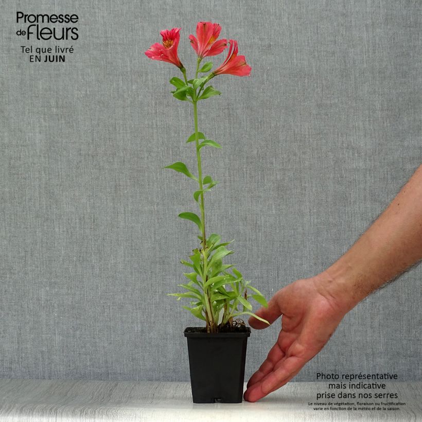 Exemplar von Alstroemeria Duchesse Elisabeth - Inkalilie Kleine Töpfe von 8/9 cm wie im Sommer geliefert
