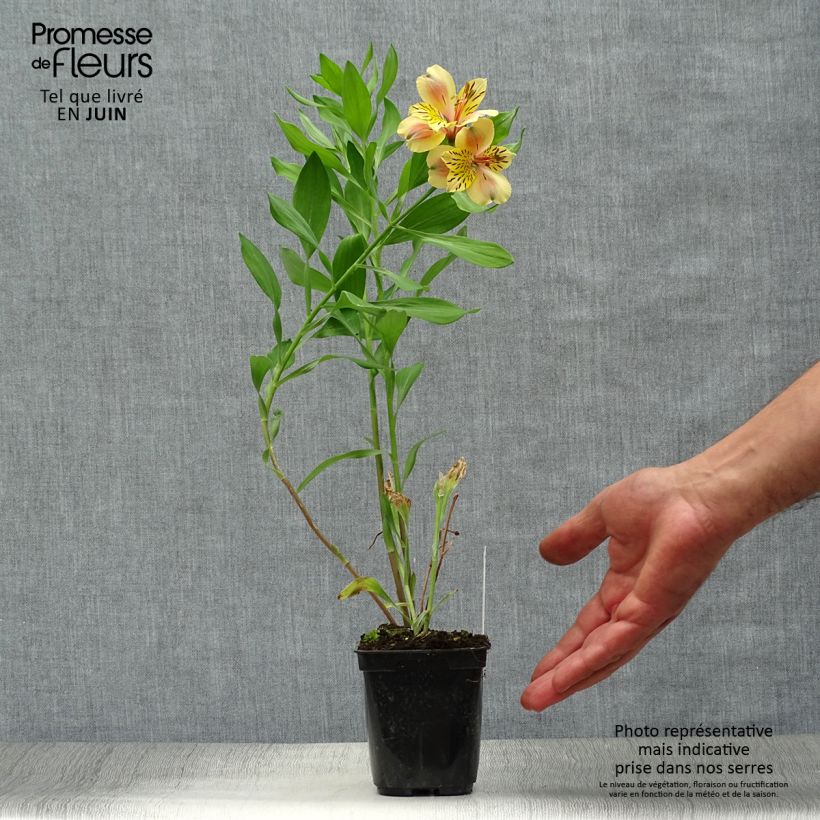 Exemplar von Alstroemeria Majestic Layon - Inkalilie Kleine Töpfe von 8/9 cm wie im Sommer geliefert