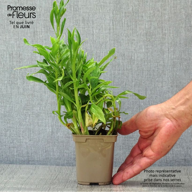 Exemplar von Alstroemeria Majestic Mazé - Inkalilie Kleine Töpfe von 8/9 cm wie im Sommer geliefert