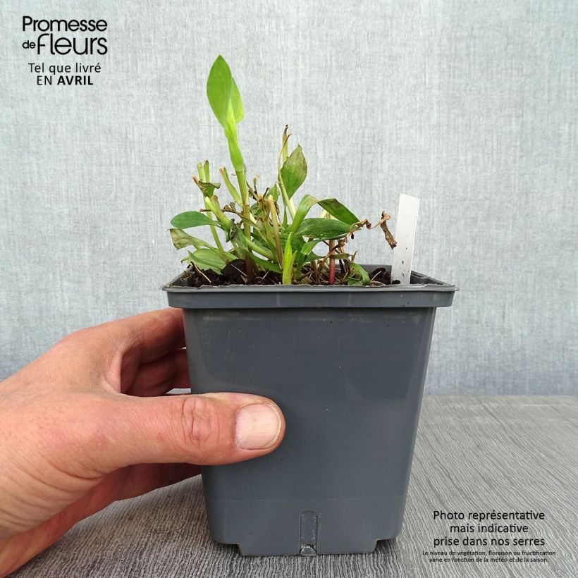 Exemplar von Alstroemeria Majestic Montsoreau - Inkalilie Topf mit 1L/1,5L wie im Frühjahr geliefert
