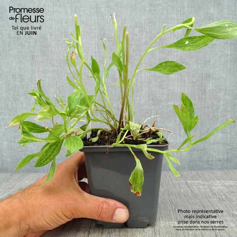 Exemplar von Alstroemeria Majestic Montsoreau - Inkalilie Topf mit 1L/1,5L wie im Sommer geliefert