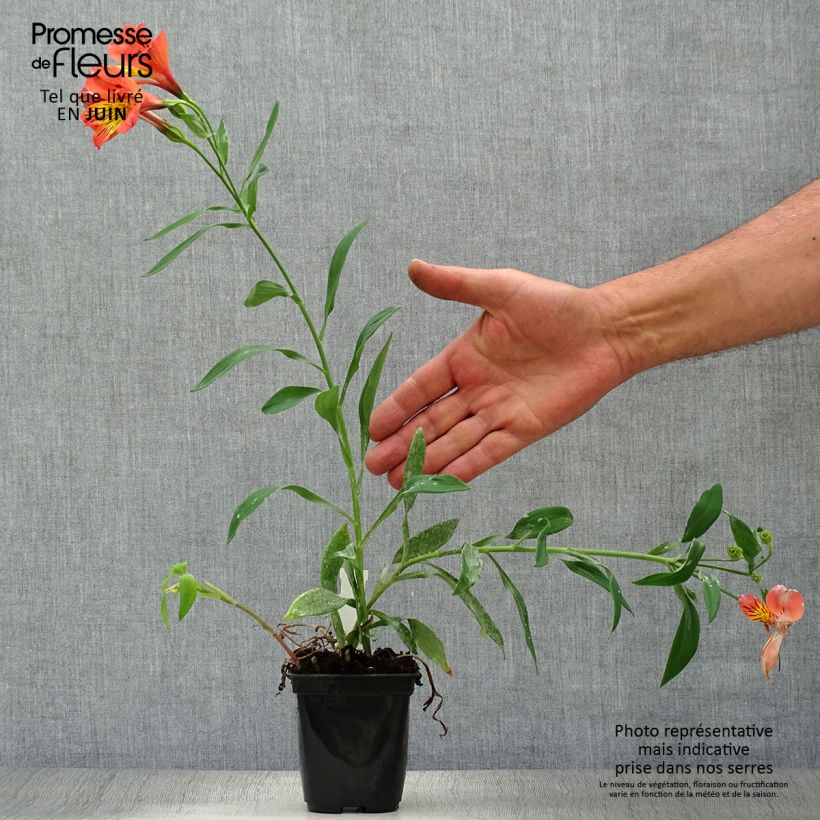 Exemplar von Alstroemeria Majestic Brissac - Inkalilie Kleine Töpfe von 8/9 cm wie im Sommer geliefert