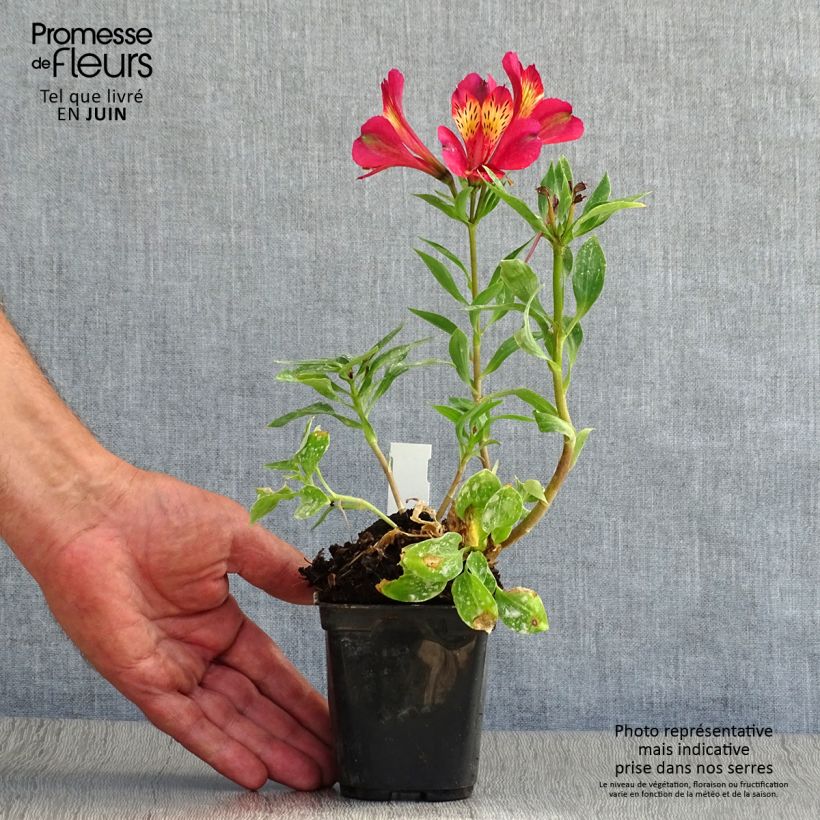 Exemplar von Alstroemeria Pitchounes Gaspard - Inkalilie Kleine Töpfe von 8/9 cm wie im Sommer geliefert