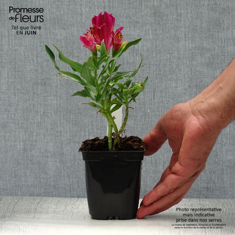 Exemplar von Alstroemeria Pitchounes Lola - Inkalilie Kleine Töpfe von 8/9 cm wie im Sommer geliefert
