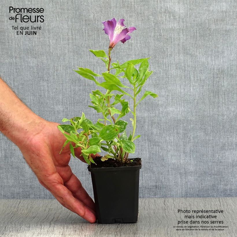 Exemplar von Alstroemeria Pitchounes Lucas - Inkalilie Kleine Töpfe von 8/9 cm wie im Sommer geliefert