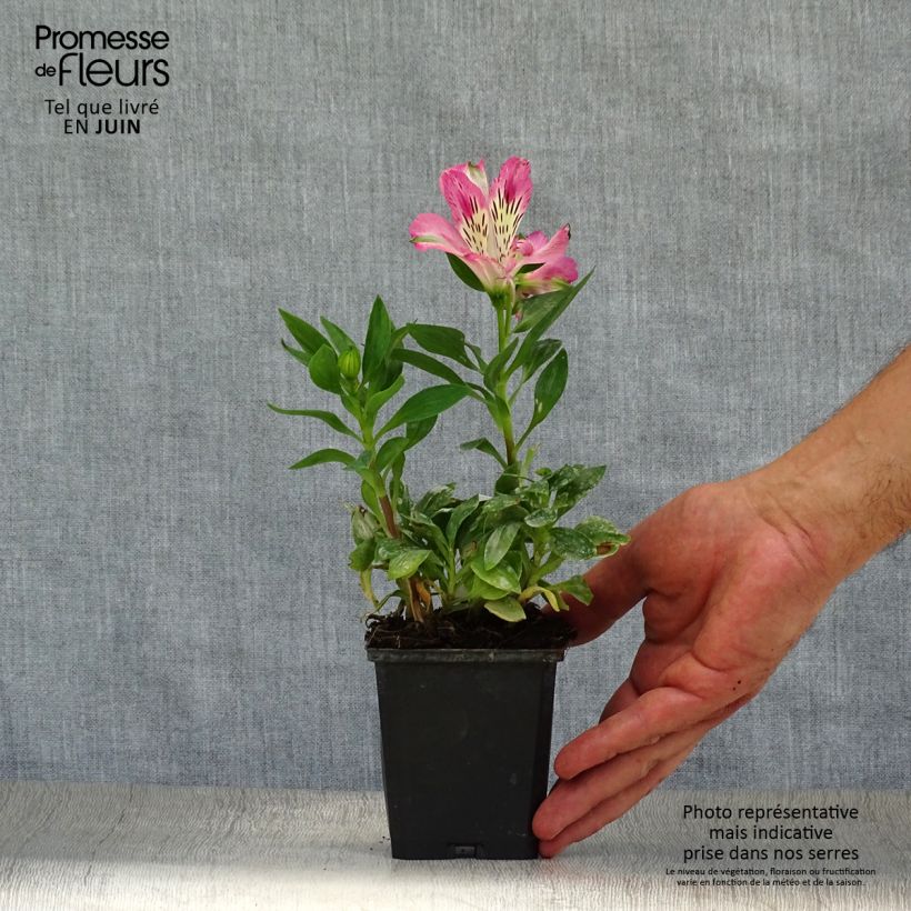 Exemplar von Alstroemeria Pitchounes Rosie - Inkalilie Kleine Töpfe von 8/9 cm wie im Sommer geliefert