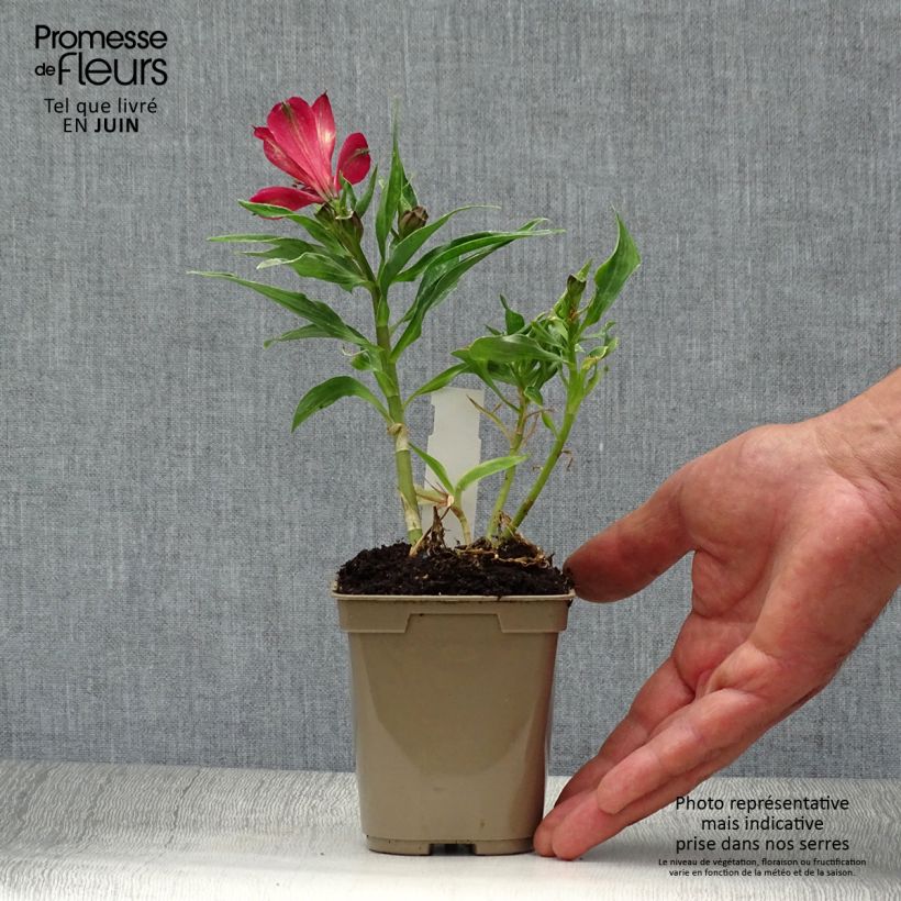 Exemplar von Alstroemeria Pitchounes Timoté - Inkalilie Kleine Töpfe von 8/9 cm wie im Sommer geliefert
