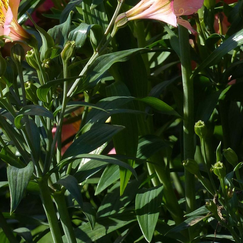 Alstroemeria Garden Summer Relieve - Inkalilie (Laub)