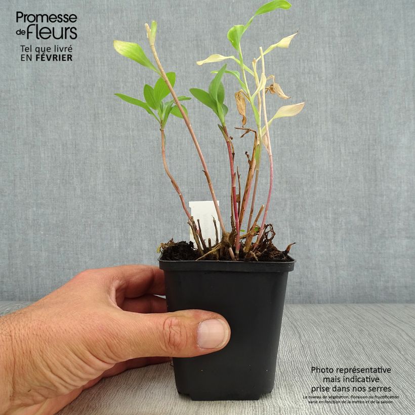 Exemplar von Alstroemeria Mars - Inkalilie Kleine Töpfe von 8/9 cm wie im Herbst geliefert