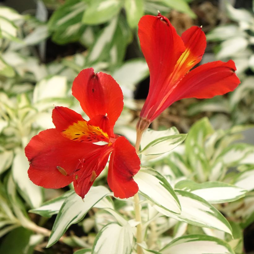 Alstroemeria Rock'n roll - Inkalilie (Blüte)