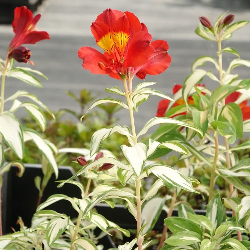 Alstroemeria Rock'n roll - Inkalilie (Hafen)