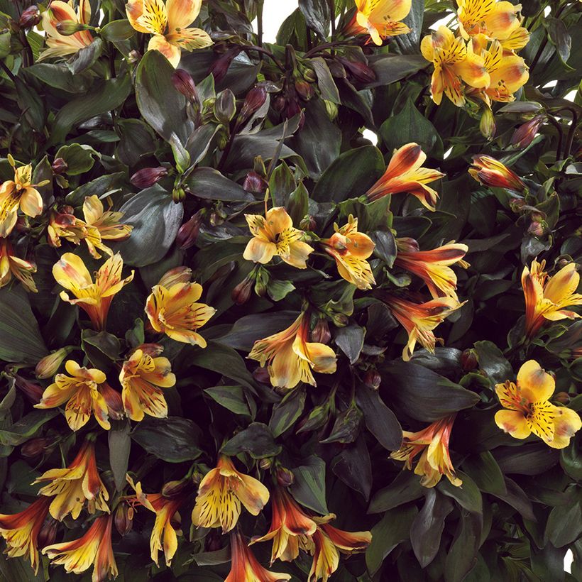 Alstroemeria Summer Breeze - Inkalilie (Blüte)