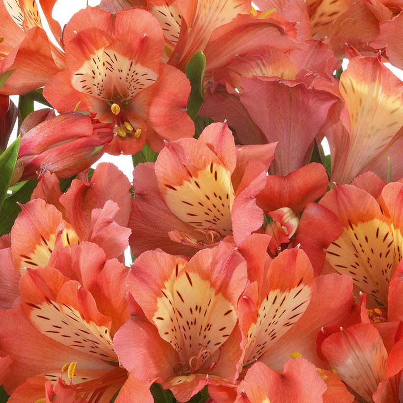 Alstroemeria Valley Girl - Inkalilie (Blüte)