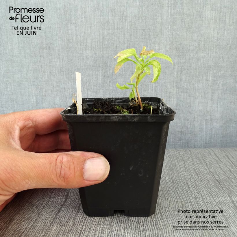 Exemplar von Alstroemeria psittacina - Inkalilie Kleine Töpfe von 8/9 cm wie im Sommer geliefert
