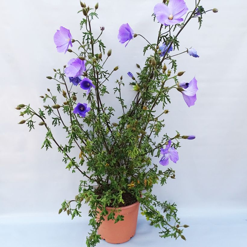 Beispiel eines Exemplars von Alyogyne huegelii - Blauer Hibiskus Topf mit 3L/4L wie geliefert
