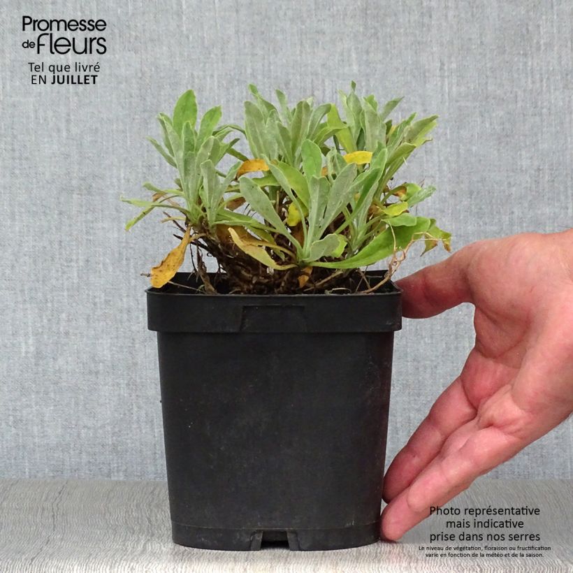 Exemplar von Alyssum saxatilis Goldkugel - Felsen-Steinkresse Topf mit 2L/3L wie im Sommer geliefert