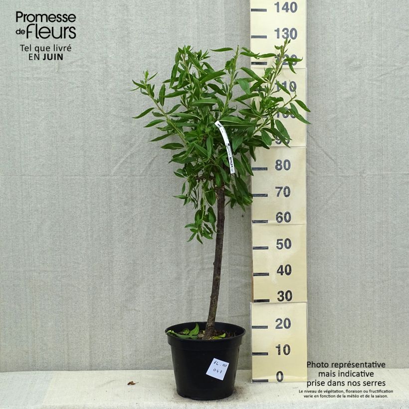Exemplar von Mandelbaum Ferragnes - Prunus dulcis Topf mit 7,5L/10L, Gobelet-Form wie im Sommer geliefert