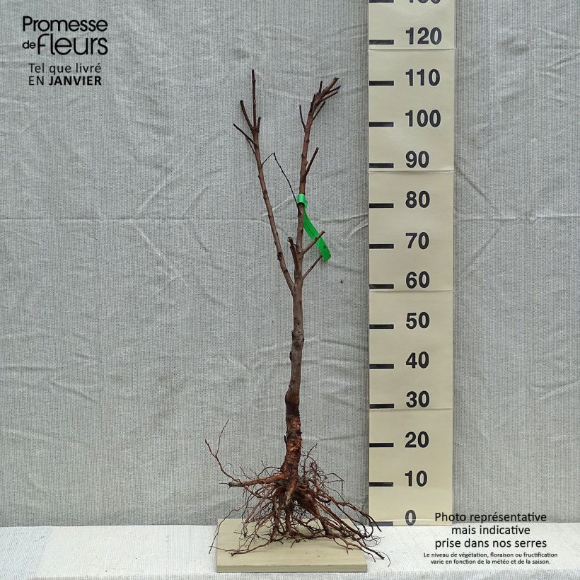 Exemplar von Mandelbaum Princesse Bio - Prunus dulcis Wurzelnackt, Heister wie im Winter geliefert