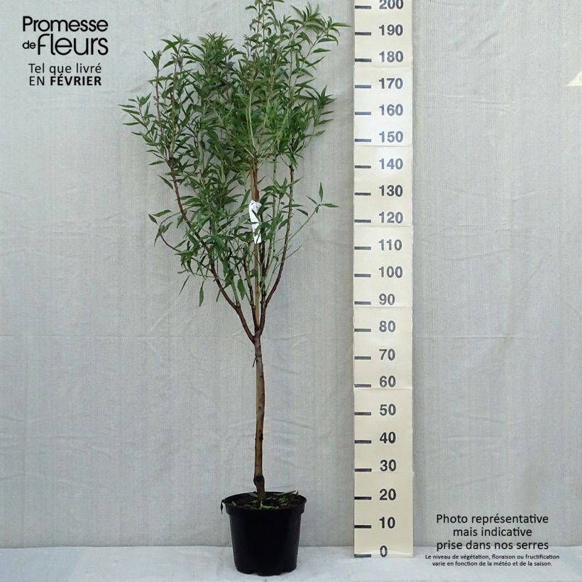 Exemplar von Mandelbaum Princesse - Prunus dulcis Topf mit 7,5L/10L, Gobelet-Form wie im Herbst geliefert