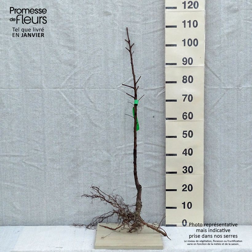 Exemplar von Mandelbaum Texas Bio - Prunus dulcis Wurzelnackt, Heister wie im Winter geliefert
