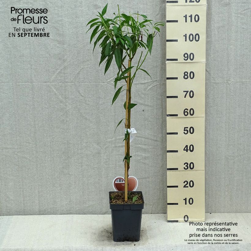 Exemplar von Mandelbaum - Prunus dulcis Topf mit 4L/5L, Strauch wie im Sommer geliefert