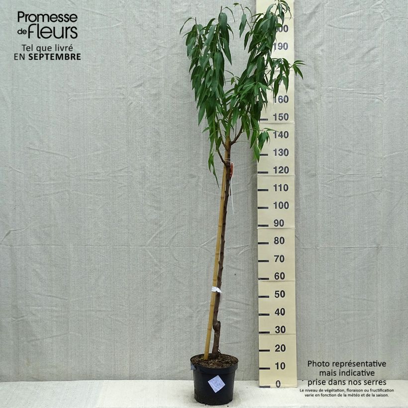Exemplar von Mandelbaum - Prunus dulcis Topf mit 7,5L/10L, HalbstammGelieferte Höhe ca. 150/175cm wie im Sommer geliefert