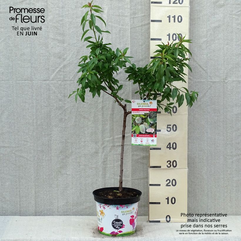 Exemplar von Mandelbaum Garden Prince - Prunus dulcis Topf mit 6L/7L, Zwergform wie im Frühjahr geliefert