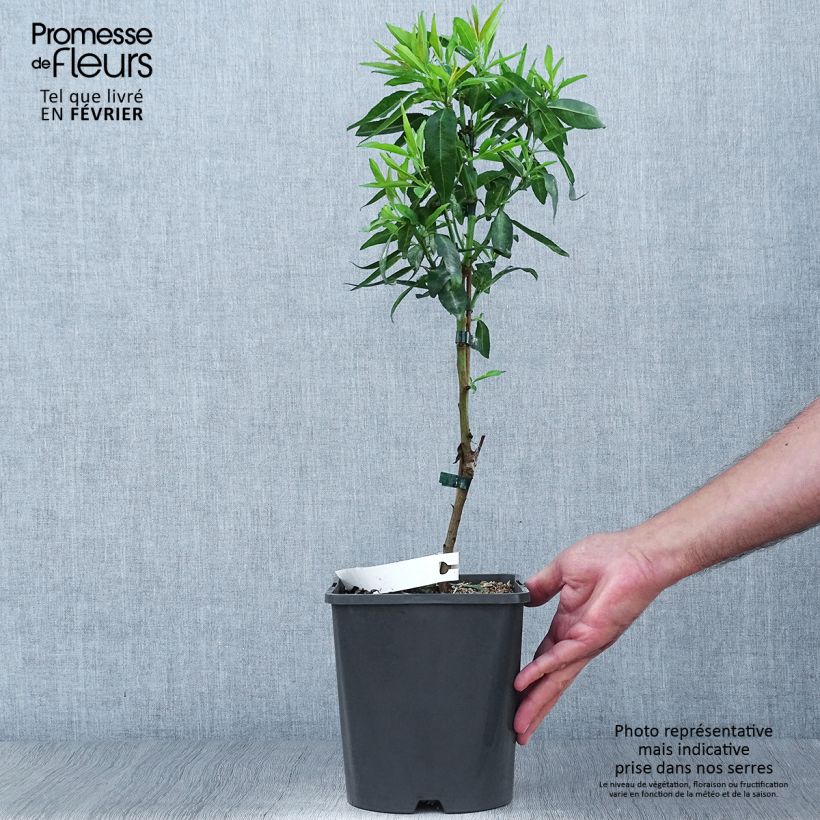 Exemplar von Mandelbaum Fruit me Almond me - Prunus dulcis Topf mit 4L/5L, Zwergform wie im Herbst geliefert