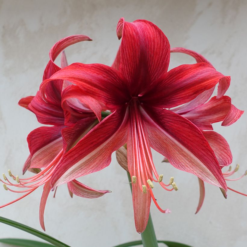 Hippeastrum Cybester Bogota - Ritterstern (Blüte)