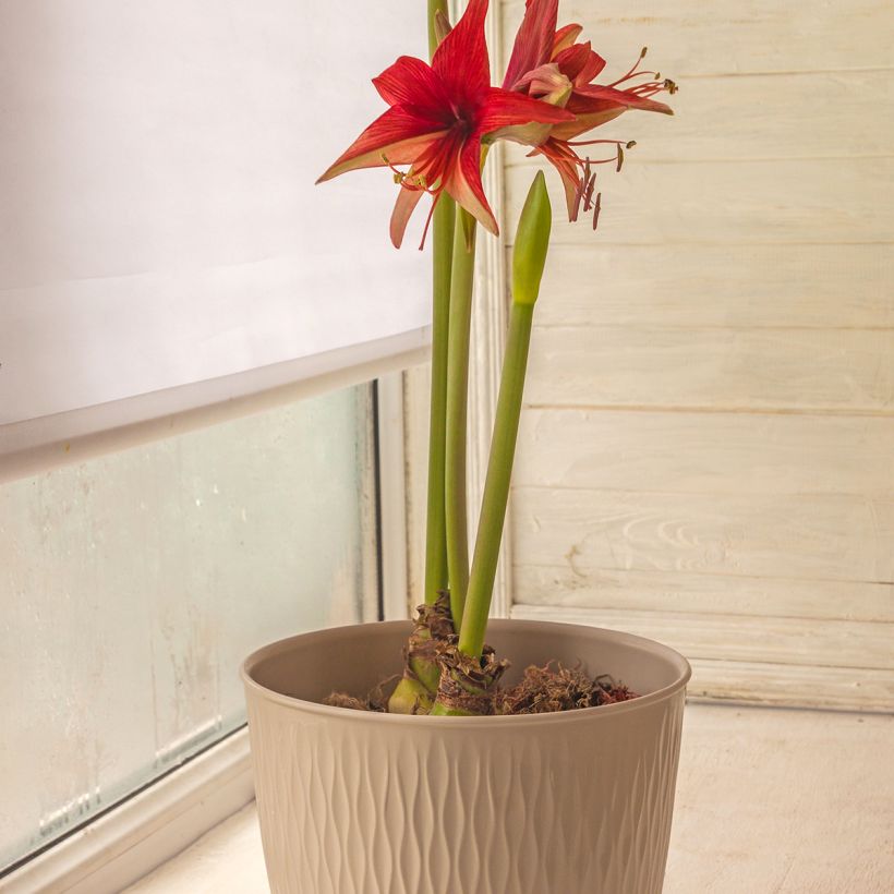 Hippeastrum Cybester Bogota - Ritterstern (Hafen)