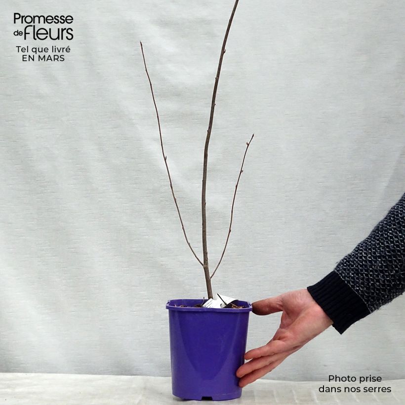 Exemplar von Amelanchier alnifolia Smoky - Erlenblättrige Felsenbirne Topf mit 2L/3L wie im Frühjahr geliefert