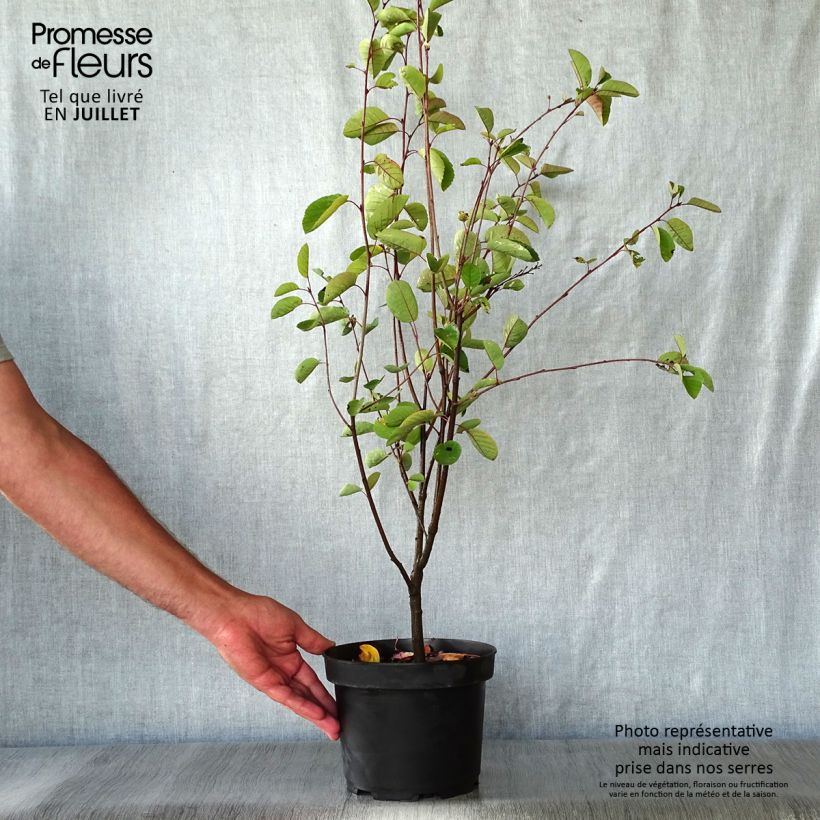 Exemplar von Amelanchier spicata - Ährige Felsenbirne Topf mit 3L/4L wie im Sommer geliefert