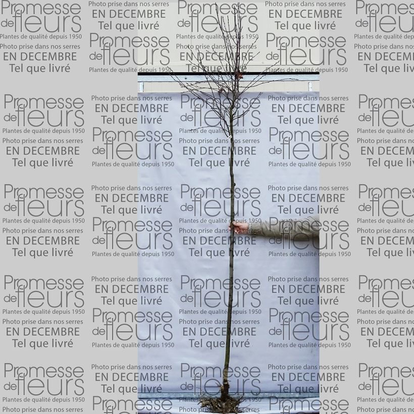 Beispiel eines Exemplars von Amelanchier lamarckii - Kanadische Felsenbirne Wurzelnackt wie geliefert