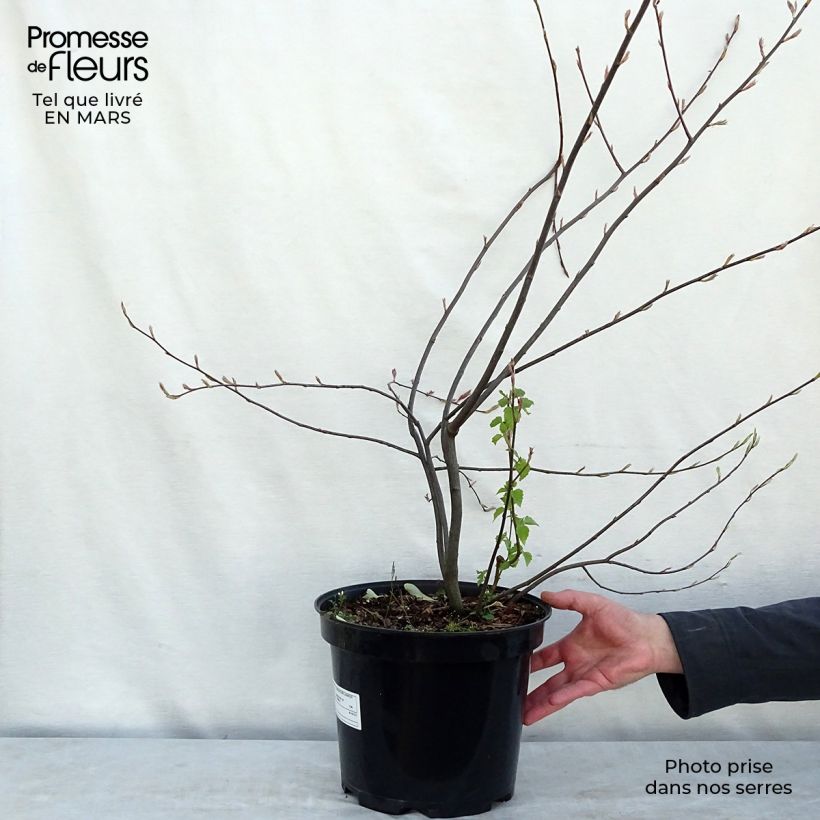Exemplar von Amelanchier lamarckii - Kanadische Felsenbirne Topf mit 7,5L/10L wie im Frühjahr geliefert